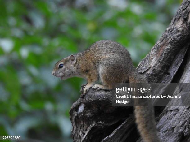 Tree Rats Indo Tree Rats Photos and Premium High Res Pictures - Getty Images