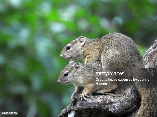 Tree Rats Atl 412 Tree Rats Stock Photos, High-Res Pictures, and Images - Getty Images
