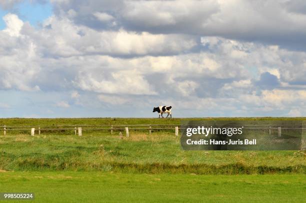 kuh auf dem deich - auf dem land foto e immagini stock