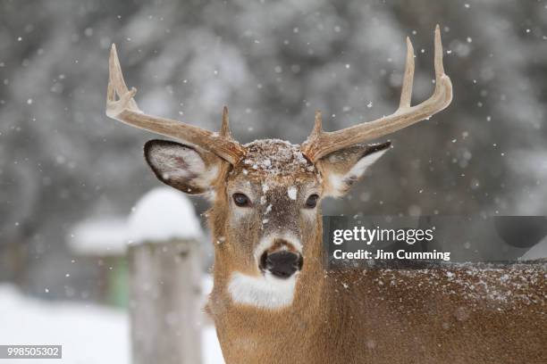 white-tailed deer buck in the falling snow - snow white - fotografias e filmes do acervo