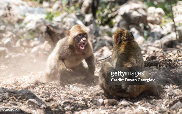 monkey fight - macaque fight stock-fotos und bilder