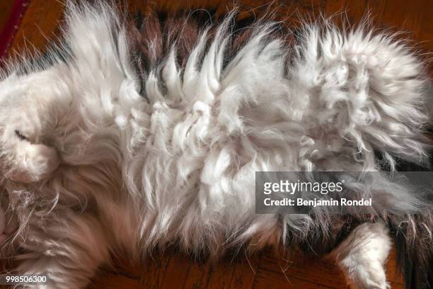 cat's stomach - benjamin rondel stock pictures, royalty-free photos & images