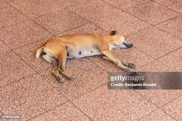 sleeping female dog - benjamin rondel stock pictures, royalty-free photos & images