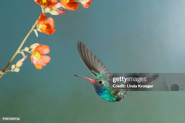 broad billed hummingbird - broad billed hummingbird stock pictures, royalty-free photos & images