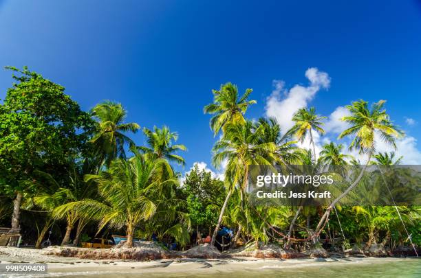 palm tree coast - palm coast stock pictures, royalty-free photos & images