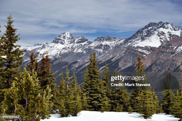 a view across the snow and evergreen trees to silverhorn mountain and peaks of the murchison group - evergreen - fotografias e filmes do acervo