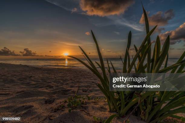 vegetacion al amanecer - amanecer stock pictures, royalty-free photos & images