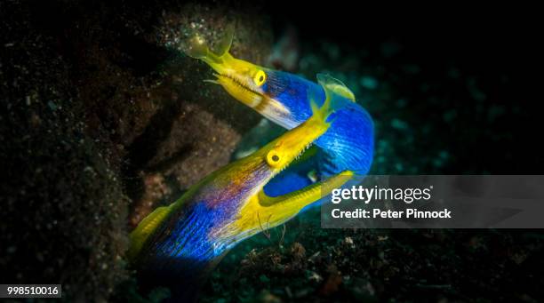 ka-ching - ribbon eel stock pictures, royalty-free photos & images