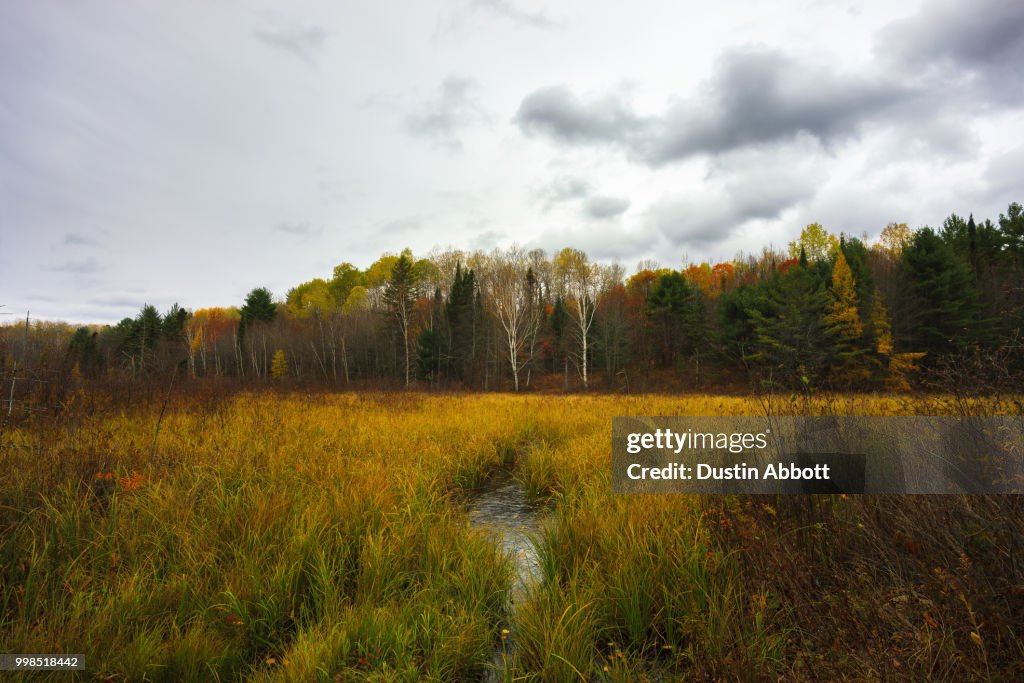 Autumn Meadow