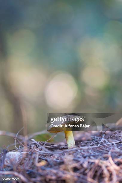 Seta Modanloo 5,064 Seta Stock Photos, High-Res Pictures, and Images - Getty Images