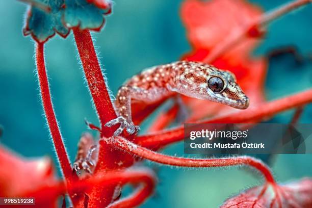 gecko - hawkfish stock-fotos und bilder