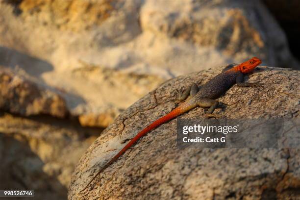 Lizard, Bildbanksbilder