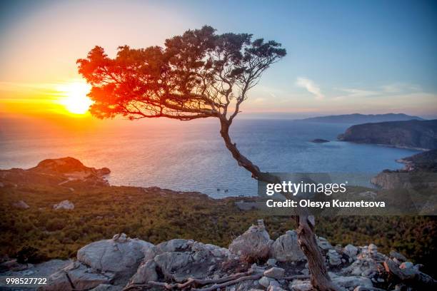 beautiful sunset landscape, pine trees on a hill overlooking the - kuznetsova stock pictures, royalty-free photos & images