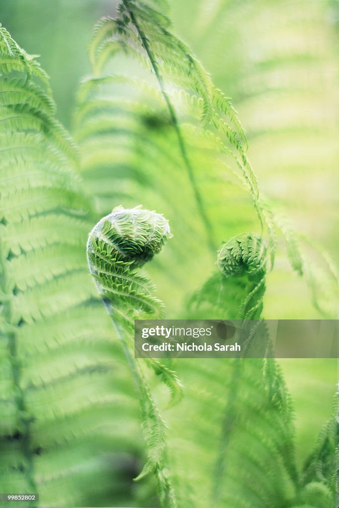 Unfurling ferns