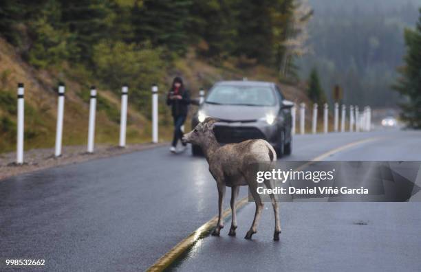 goats on mountain road, banff national park, alberta, canada - daniel viñé garcia stock-fotos und bilder