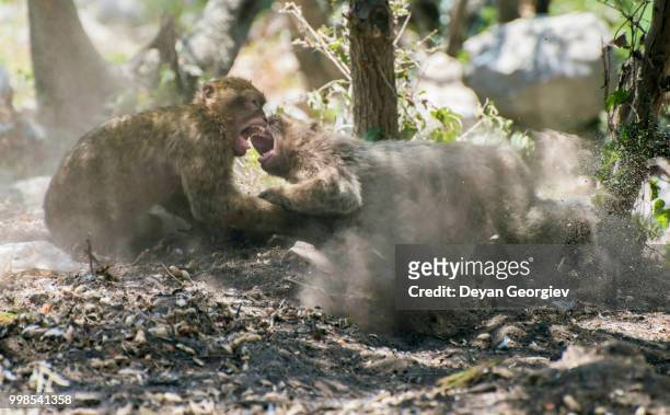 monkey fight - macaque fight stock-fotos und bilder
