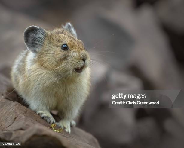 pika in kananaskis - pika - fotografias e filmes do acervo