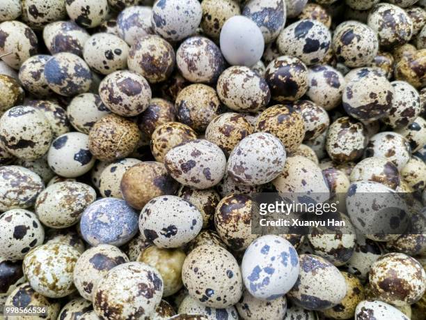 full frame shot of quail eggs - raw food diet stock pictures, royalty-free photos & images