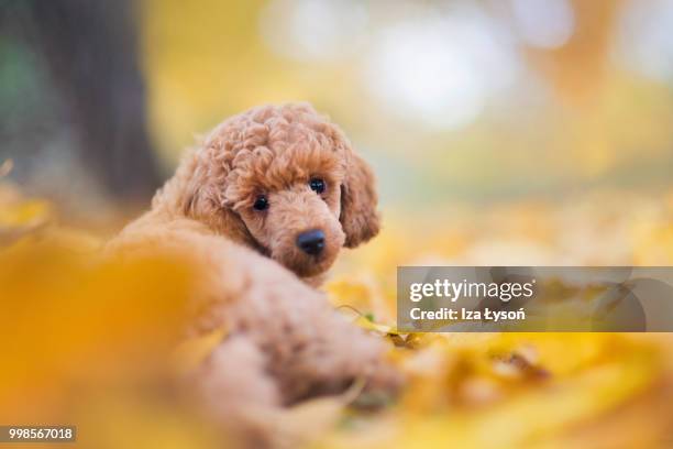 little pixie - toy poodle stock pictures, royalty-free photos & images