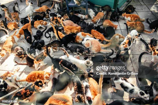 Gribov Photos and Premium High Res Pictures Getty Images