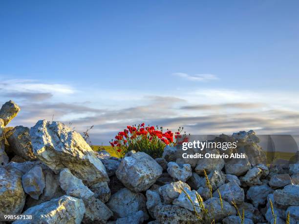 poppies and rocks on the camino frances - caminho stock pictures, royalty-free photos & images