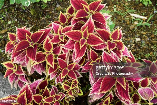 flowers - martinique stock pictures, royalty-free photos & images