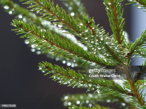 spruce - spruce branch stock pictures, royalty-free photos & images