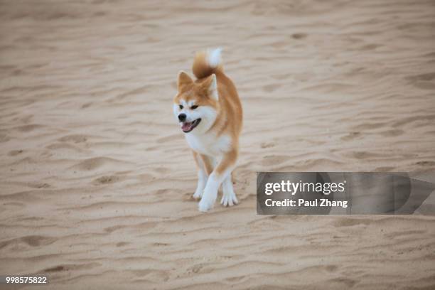 dogs running on the beach - akita inu stock pictures, royalty-free photos & images