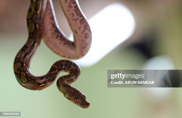 Worker displays a newly hatched reticulated python at Guindy Snake park in Chennai on July 14, 2018.