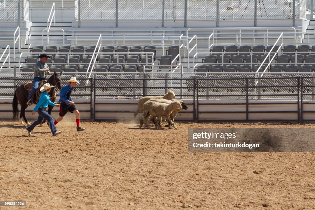 Sheep Racing Rodeo Young Cowboys Herding Sheep At Rodeo Paddock Arena At Nephi Of Salt ...