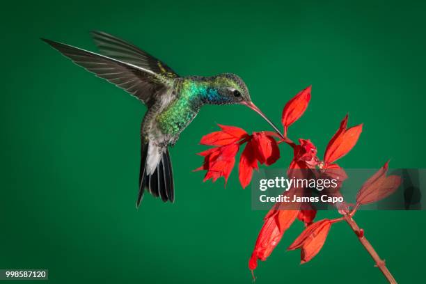 broad-billed hummingbird - broad billed hummingbird stock pictures, royalty-free photos & images