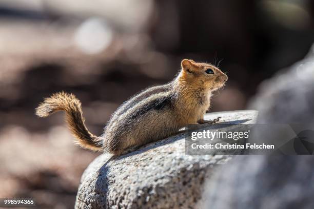 yosemite chipmunk - christina felschen fotografías e imágenes de stock