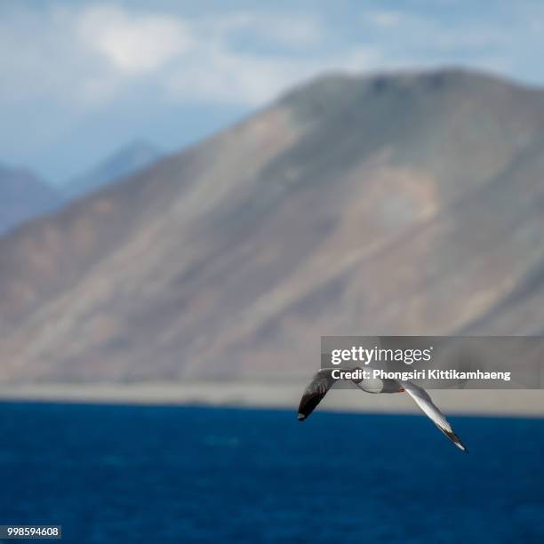 beautiful seagull flying above pangong lake, leh ladakh, india - wind river film 2017 stock-fotos und bilder