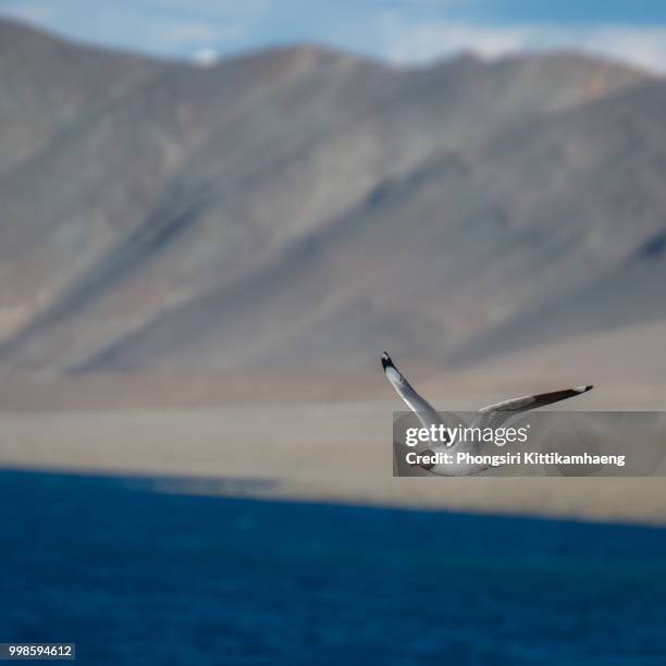 seagull flying above pangong lake, leh ladakh, india - wind river film 2017 stock-fotos und bilder