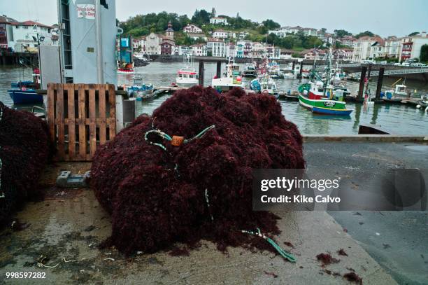 Fishing boats bringing back Seaweed and algae, used as marine ingredients in a wide range of sea algae-infused skin and haircare items such as face...