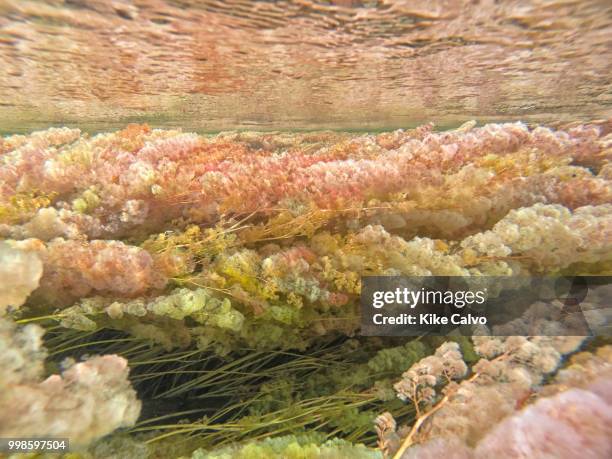 Colorful endemic freshwater plants known as macarenia clavigera. Underwater view of Cano Cristales river. The river is commonly called the River of...
