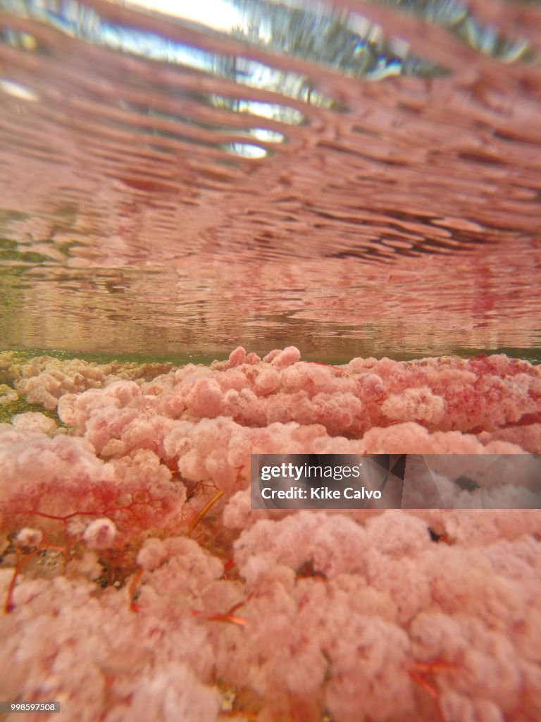 Cano Cristales.
