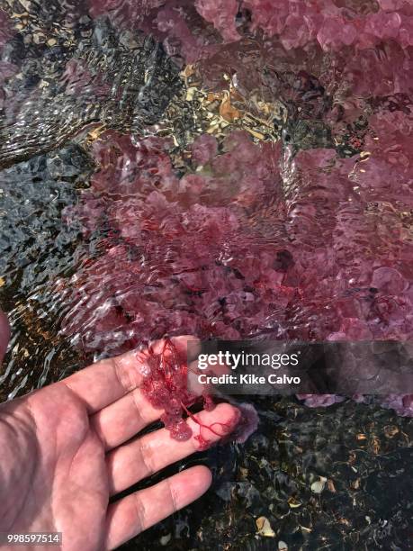 Hand holding the colorful endemic red freshwater plants known as macarenia clavigera create colorful natural tapestries along the creeks of Cano...