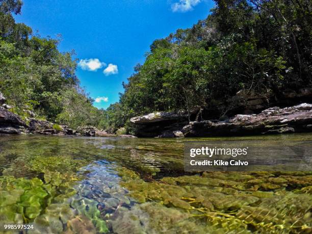 Colorful endemic freshwater plants known as macaroni clavier tint the Cano Cristales River. It is normally called the River of Five Colors or the...