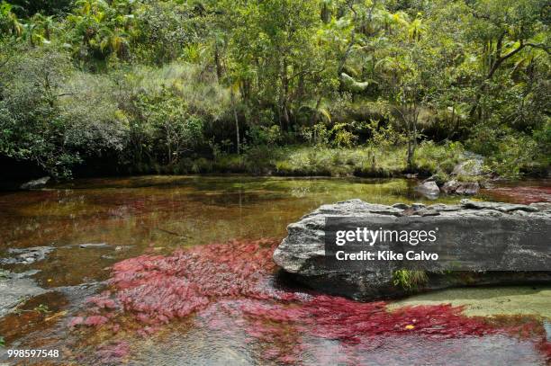 Cano Cristales river is commonly called the River of Five Colors or the Liquid Rainbow. Colorful endemic freshwater plants known as macarenia...