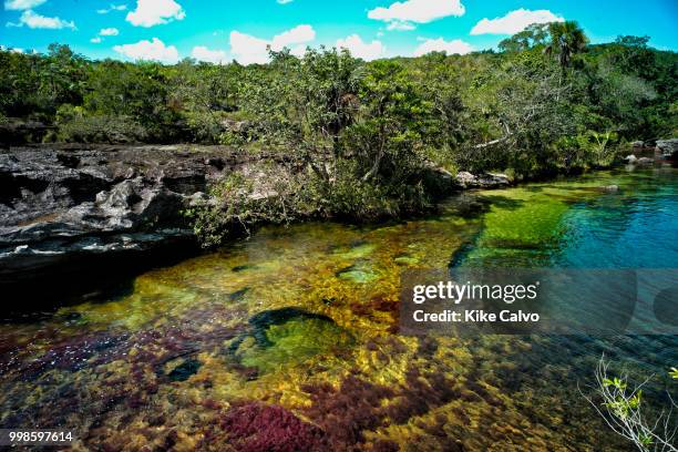 Colorful endemic freshwater plants known as macarenia clavigera create colorful natural tapestries at Los Ochos section of the Cano Cristales river,...