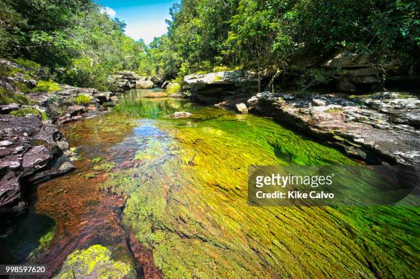 Colorful endemic freshwater plants known as macarenia clavigera create colorful natural tapestries at Cristales Selva in Cano Cristales river,...