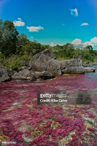 Colorful endemic freshwater red plants known as macarenia clavigera create colorful natural tapestries at the Red Tapestry section of the Cano...