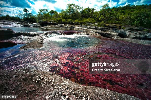 Colorful endemic freshwater plants known as macarenia clavigera create colorful natural tapestries at Los Ochos section of the Cano Cristales river,...