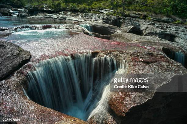 Colorful endemic freshwater plants known as macarenia clavigera create colorful natural tapestries at Los Ochos section of the Cano Cristales river,...
