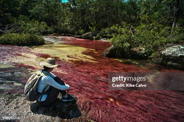 Colorful endemic freshwater red plants known as macarenia clavigera create colorful natural tapestries at the Red Tapestry section of the Cano...