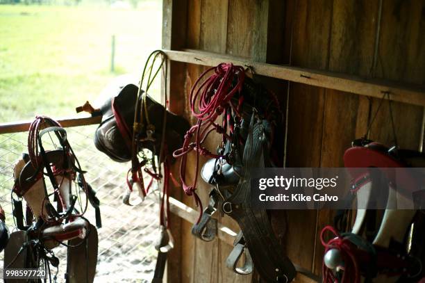 Horse saddles hanging in a stable.