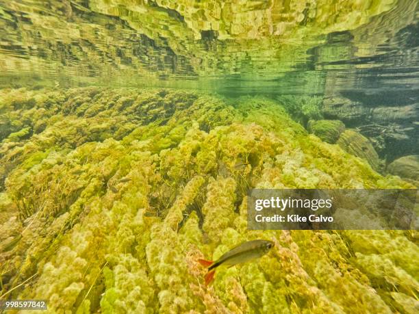 Underwater view of a fresh water ecosystem including Guarupaya fish, Astyanax integer, along with the colorful endemic freshwater plants known as...