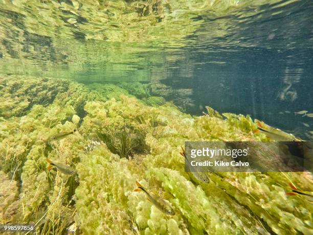 Underwater view of a fresh water ecosystem including Guarupaya fish, Astyanax integer, along with the colorful endemic freshwater plants known as...