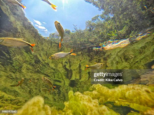 Underwater view of a fresh water ecosystem including Guarupaya fish, Astyanax integer, along with the colorful endemic freshwater plants known as...